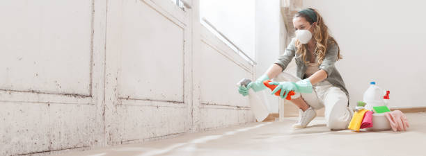 Why You Should Choose Our Mold Remediation Services in South Lake Tahoe, CA